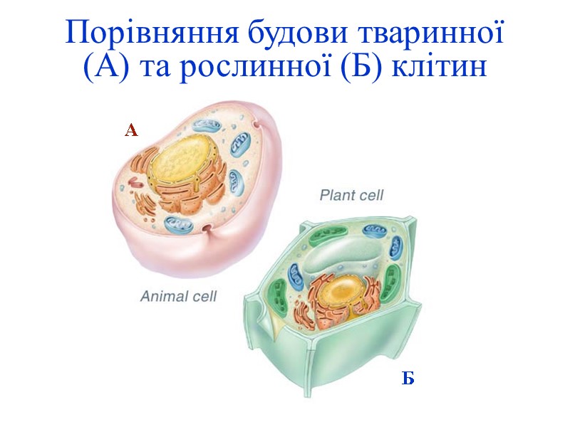 Порівняння будови тваринної (А) та рослинної (Б) клітин А Б